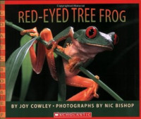 Image of Red-eyed tree frog