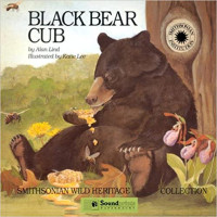 Image of Black bear cub