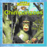 Image of Chimpanzees