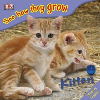 Image of Kitten