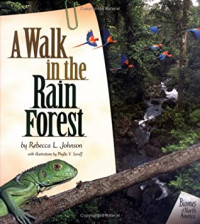 Image of A walk in the rain forest