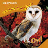 Image of Owl